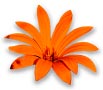 Flor de la Mutisia, autóctona de la patagonia